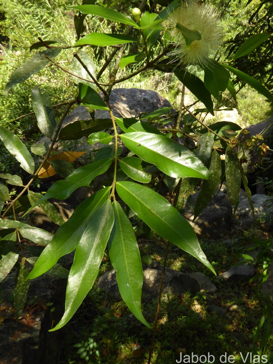 Syzygium jambos (L.) Alston
